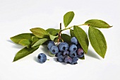Blueberries with twigs and leaves