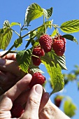 Raspberries being picked