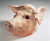 A pigs head