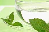 Peppermint tea in a glass cup (close up)