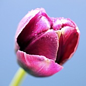 A Queen of Night tulip with dew drops