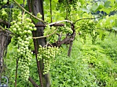 Weinstöcke mit grünen Trauben