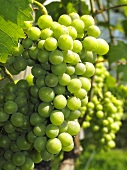 Green grapes on a vine (close-up)