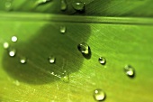Drops of water on a leaf (close-up)