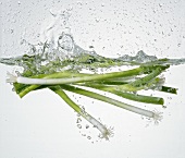 Spring onions in water