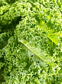 Fresh green cabbage (close-up)