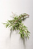 Rosemary on a metal surface