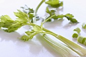 Fresh celery