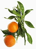 Mandarin oranges with leaves