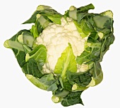 A cauliflower