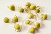 Green pea sprouts