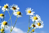 Chamomile flowers against blue sky