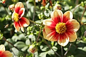 Red and yellow dahlias