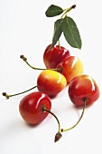 Five red and yellow sweet cherries with stalks