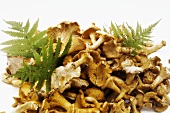 Chanterelles with ferns