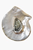 An oyster on mother-of-pearl background
