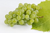 White wine grapes beside a vine leaf