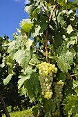 White wine grapes on the vine