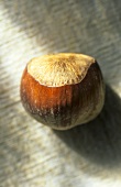 A Single Whole Hazelnut