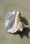 Conch Shell on the Beach