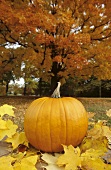 Pumpkin with Fall Leaves Outside on an Autumn Day