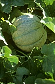 Cantaloupe Growing in the Plant