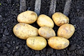 Several potatoes on soil