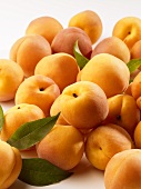 Several apricots with white background