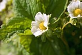 Two strawberry flowers on the plant
