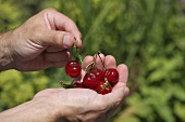 A hand full of sour cherries