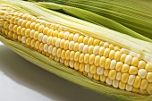 A corn cob with husks