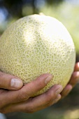 Hand holding a cantaloupe melon