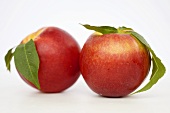 Two nectarines