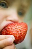 Small child biting into a strawberry