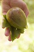 Hand holding a fig with leaf