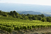 Ein Weinberg in Frankreich
