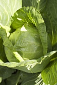 A white cabbage in the field