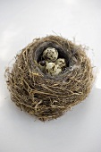 Quail's eggs in nest