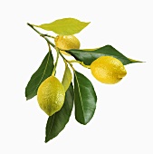 Three lemons on branch