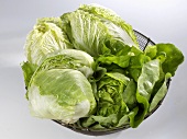 Lettuce, Chinese cabbage & iceberg lettuce in wire basket