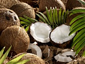 Still life with whole and opened coconuts