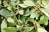 Branches of bay leaves
