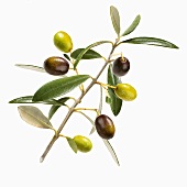 Zweig mit frischen Oliven