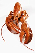 A cooked lobster