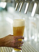 Pouring a glass of draught wheat beer