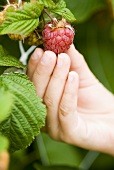 Child's hand picking a raspberry