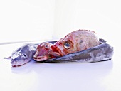 Three saltwater fish: conger eel, gurnard, redfish