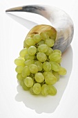 Green grapes in a horn