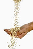 Someone pouring barley over their hand