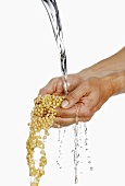Someone holding two hands full of soya beans under running water